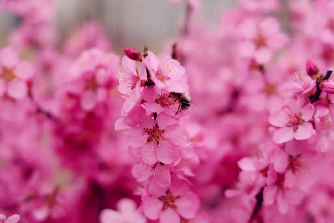 1681530524893724.jpeg 图片 1.jpg