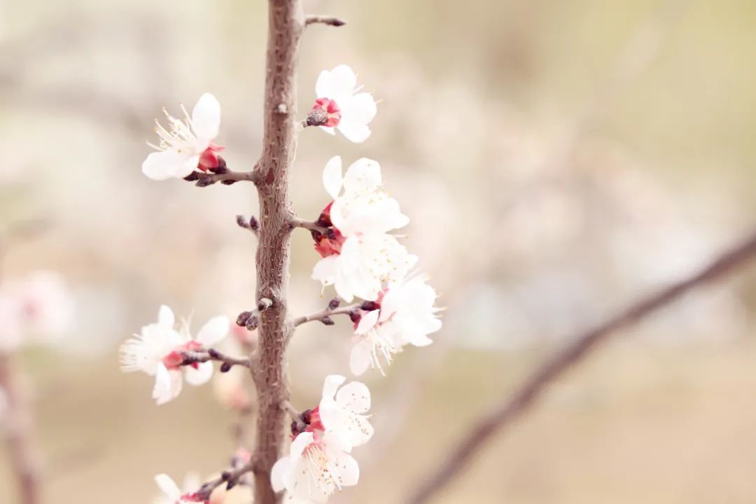 1681530559570788.jpeg 图片 6.jpg