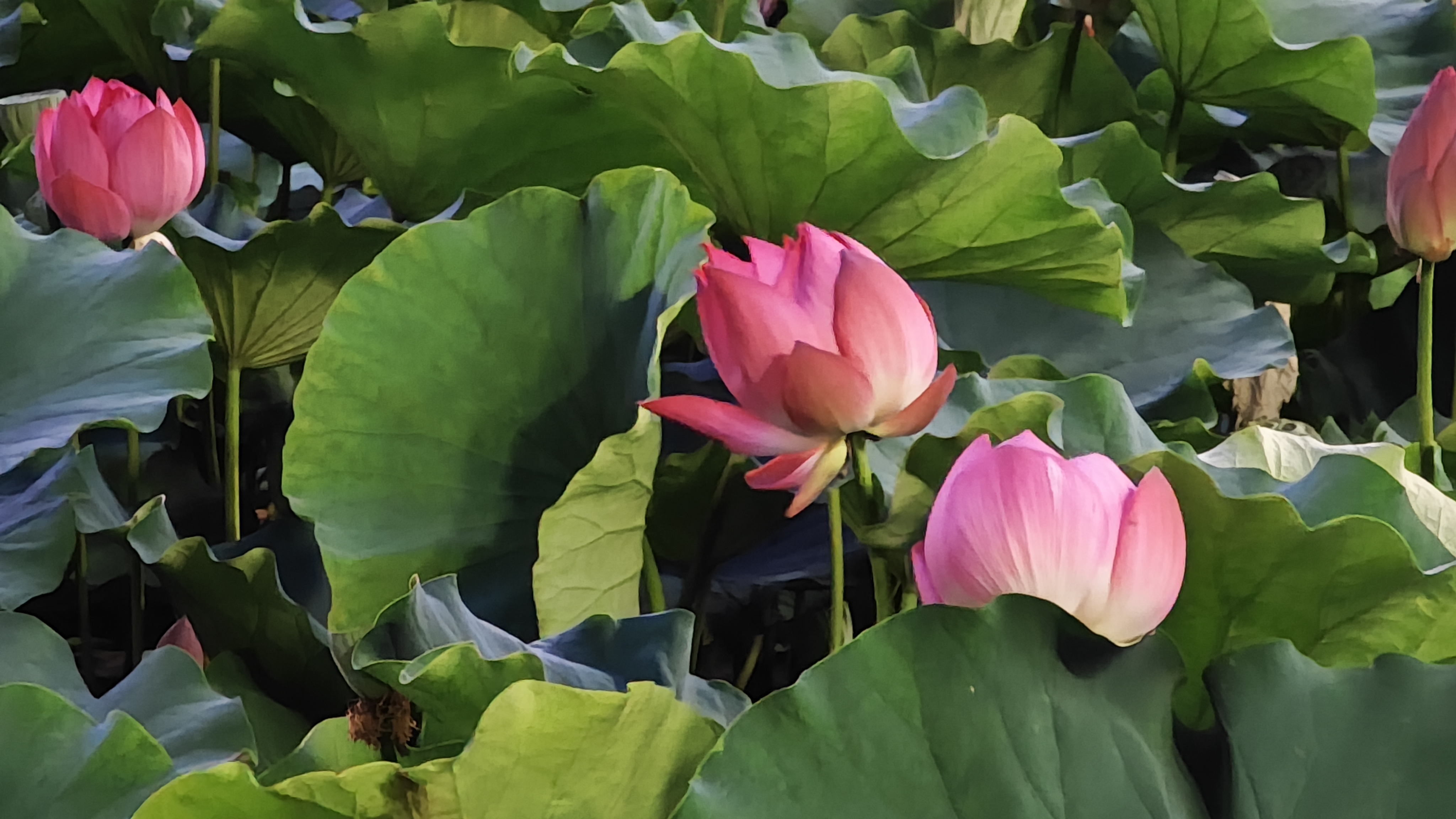 1694659522205136.jpeg 549706f74e49dd0f3fd20e9a98567d2.jpg